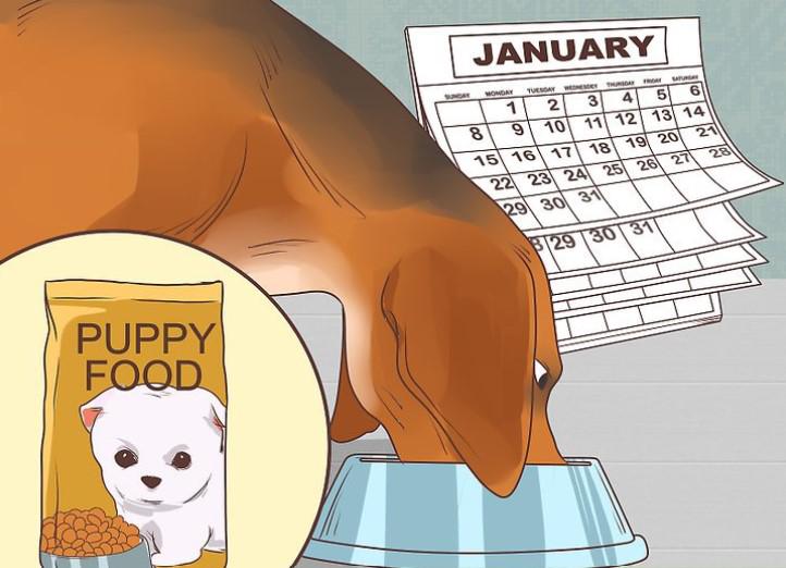 Календарь беременности собак по дням - Bichon Frise