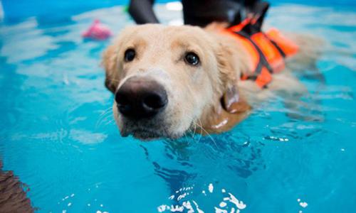 Как приучить собаку к водным процедурам