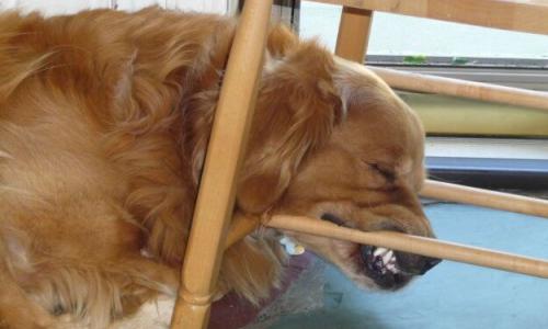 Фото забавных собак, которые могут уснуть как и где угодно