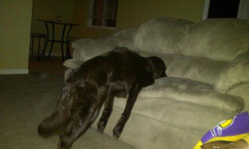 Фото забавных собак, которые могут уснуть как и где угодно