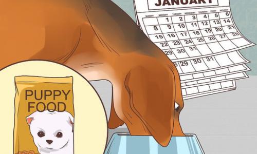 Календарь беременности собак по дням
