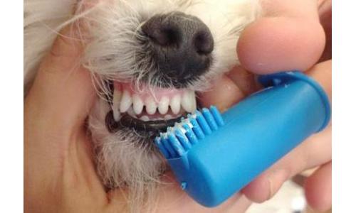 Как чистить Бишон Фризе зубы?